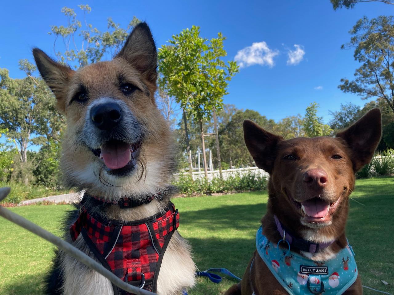 Poppies Mobile Veterinary Services