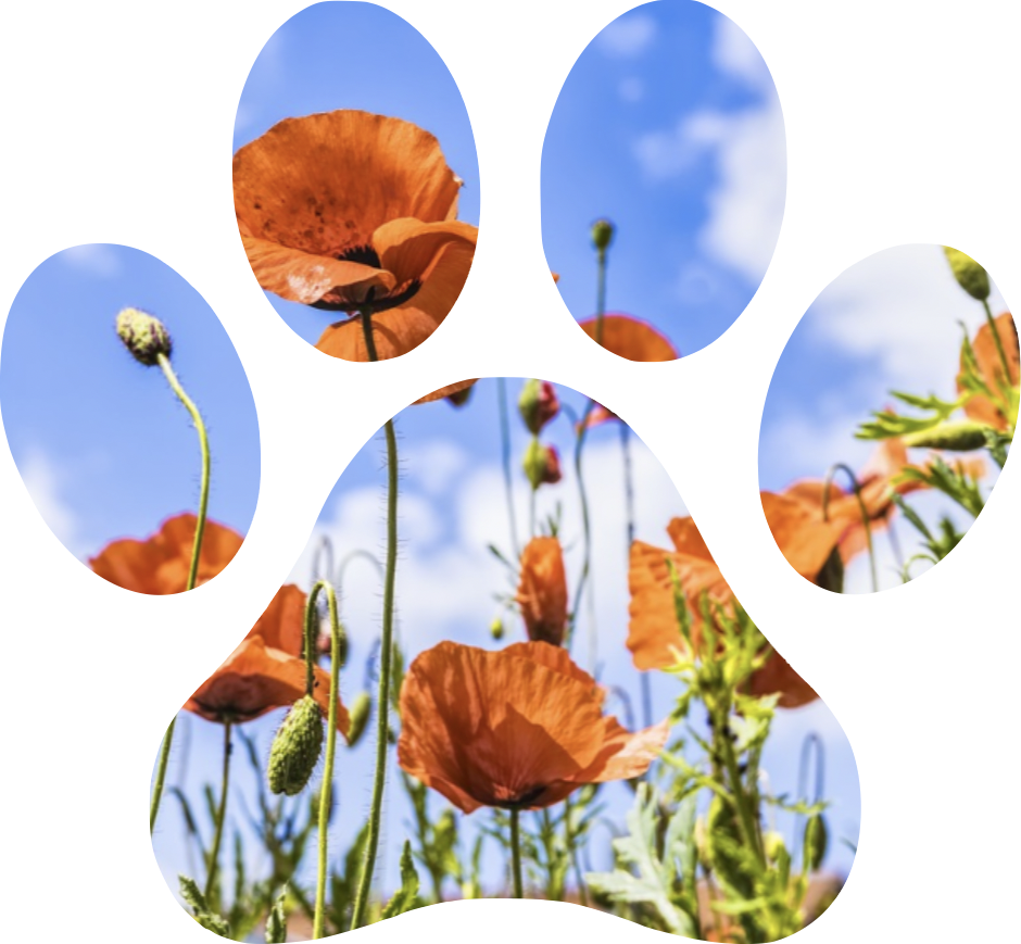 Poppies Mobile Veterinary Services