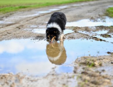Leptospirosis in Dogs