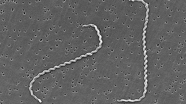 leptospira spiral bacteria