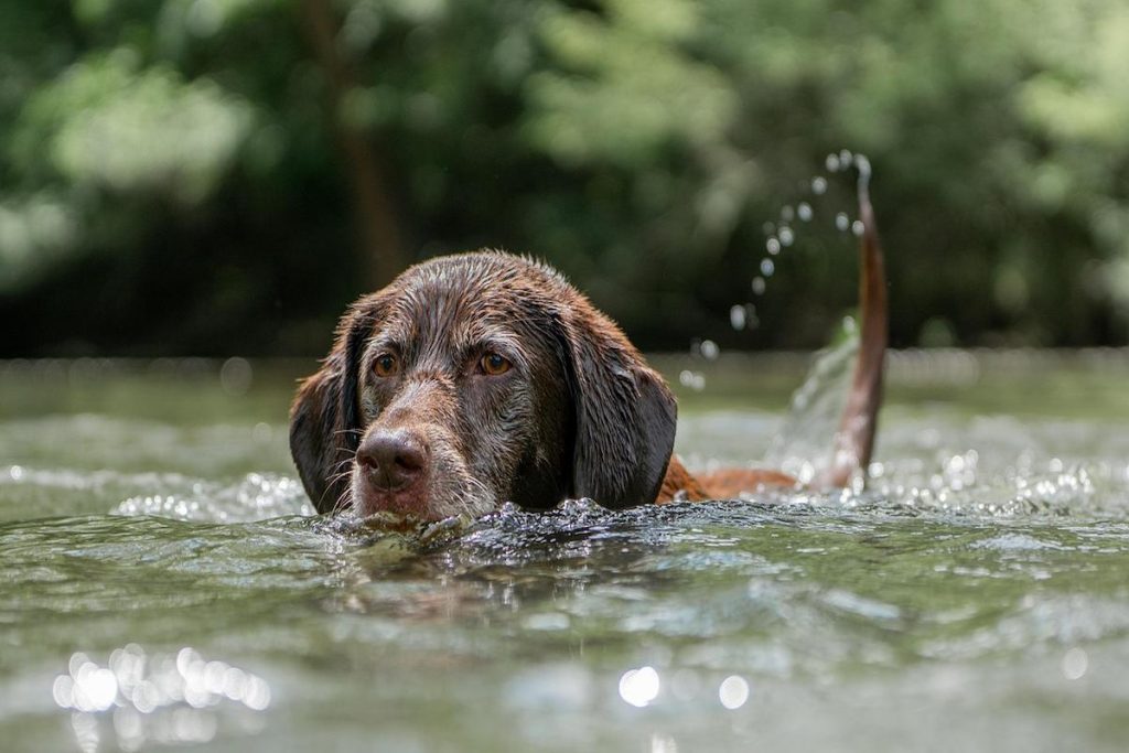 labrador swimming in water