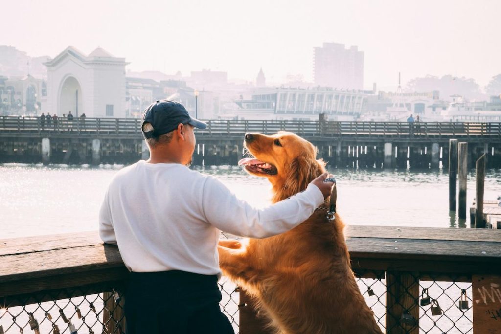 dog golden retriever getting pats from owner